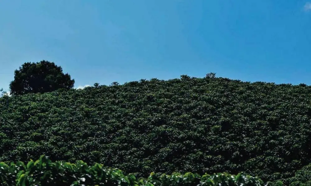 Road To The Coffee Lands